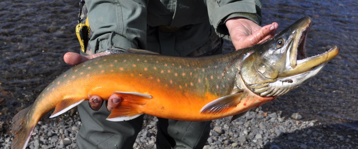 Arctic Char Fishing Trips Baityourhook