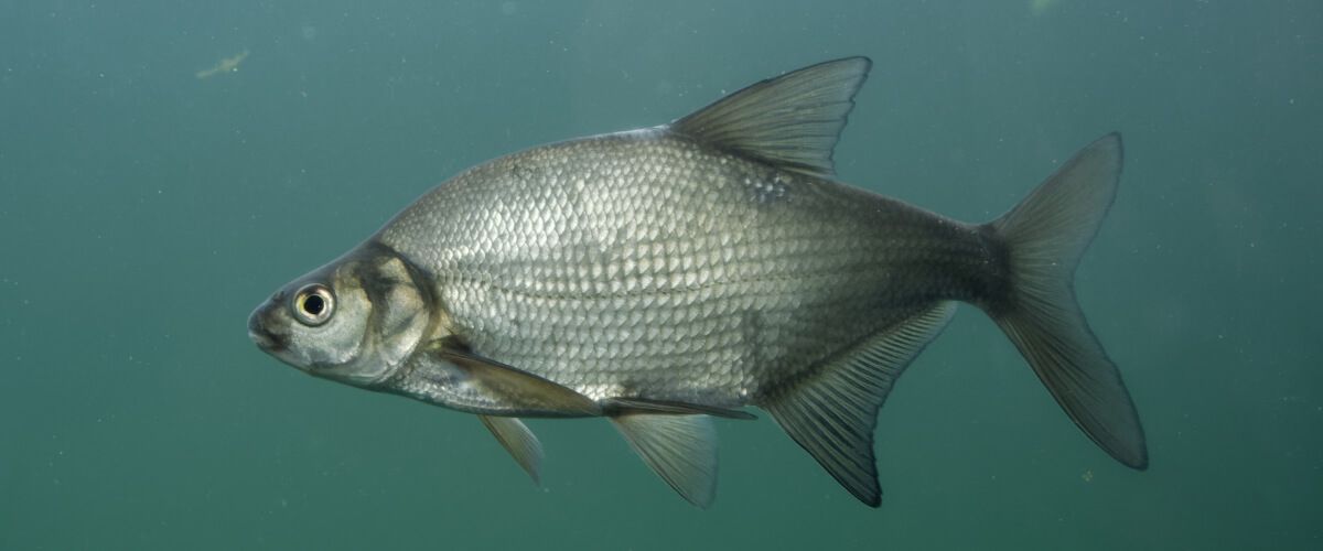 Common Bream Fishing Trips Baityourhook