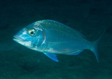 Common Pandora
