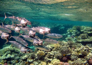Narrow-barred Spanish Mackerel