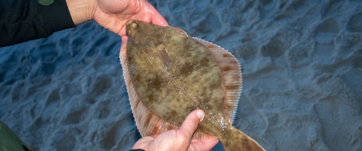 Flounder Fishing Trips BaitYourHook