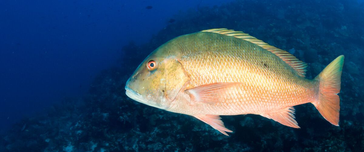 Mutton / Mangrove Snapper