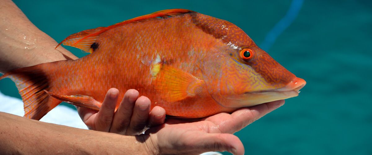 Hogfish Fishing Trips BaitYourHook