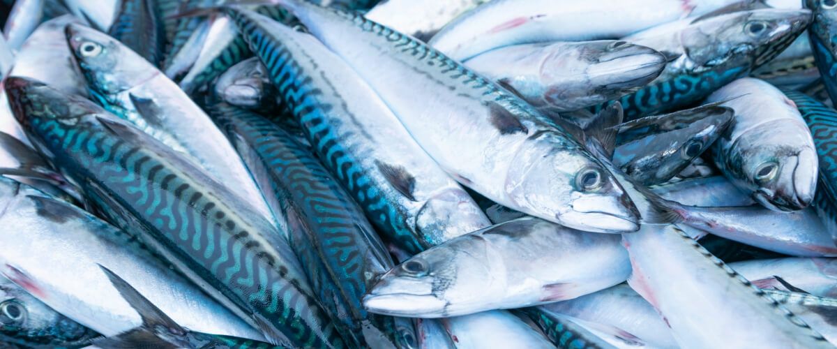 Atlantic Mackerel Fishing Trips BaitYourHook