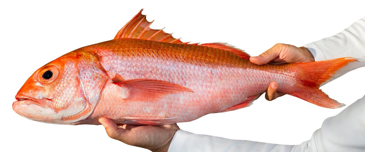 queen snapper