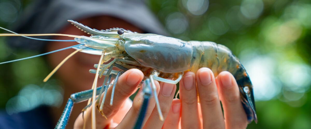 Prawn Fishing Trips - BaitYourHook