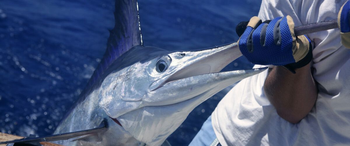 White Marlin Fishing Trips - BaitYourHook
