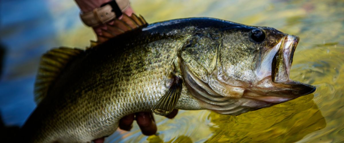 Largemouth Bass Fishing Trips BaitYourHook