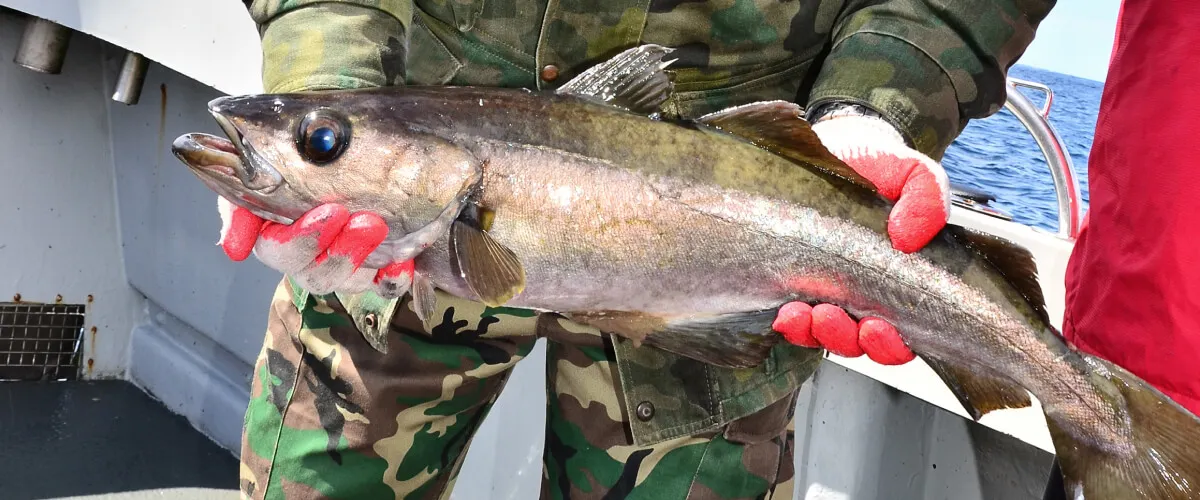 Pollock Fishing Trips - BaitYourHook