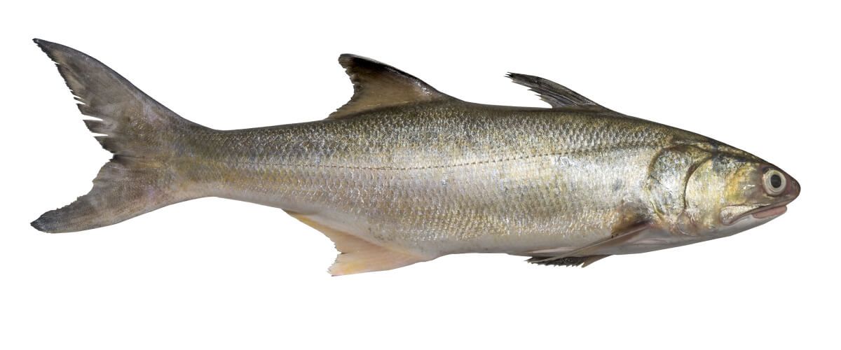 Threadfin Salmon Fishing Trips BaitYourHook