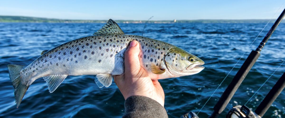 Speckled Trout Fishing Trips BaitYourHook