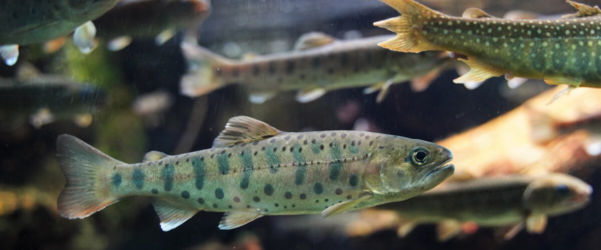 Landlocked Salmon Fishing Trips BaitYourHook