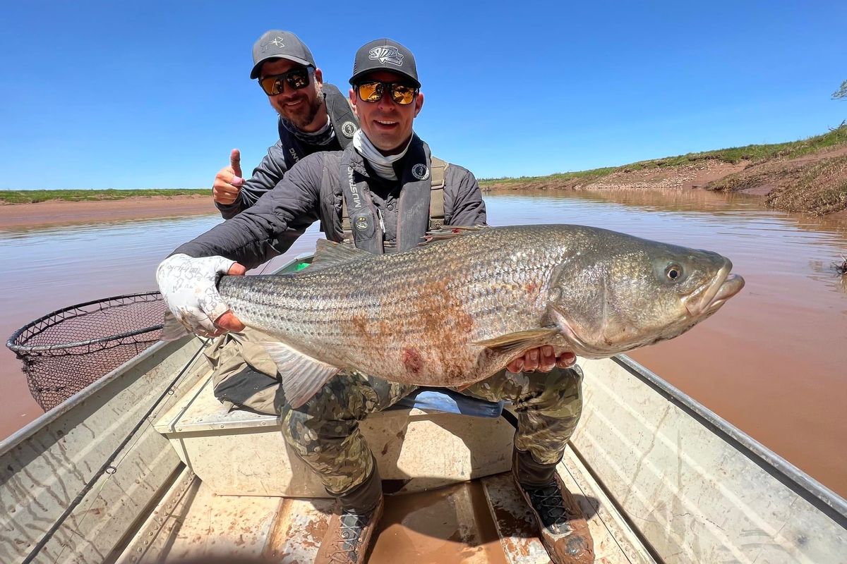 Stewiacke River Striped Bass