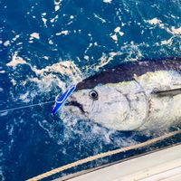 Aqua X Big Game Charters