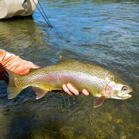Clark Fork River Fly Fishing