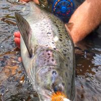 Wild Atlantic Salmon ( Nova Scotia)