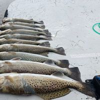 Bay/backwater fishing trips