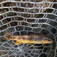 Valle Elvo: fishing alpine stream