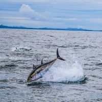 Tuna fishing in Donegal, Ireland