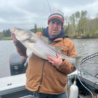 Miramichi River Stripers