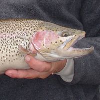 Trophy Trout Fishing Trip