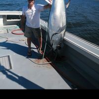 Giant Bluefin Tuna charters