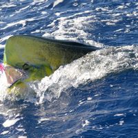 Full Day Fishing in Mauritius