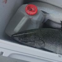 Quick Draw Sportfishing