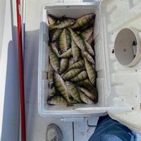 Walleye Seeker Charters LLC