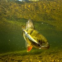 Fishing pike in private pond