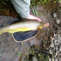 Walk & Wade Fly Fishing on River Philip