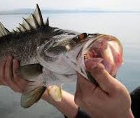 Peter's Fishing Tours Kenya