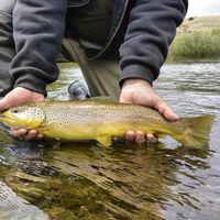 Blackfoot River Fly Fishing!