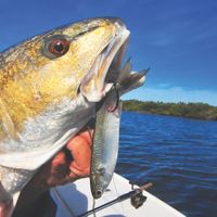 Inshore Fishing Experience