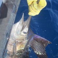 Tuna Wahoo Fishing Charters