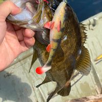 Smallmouth bass 30 minutes from Halifax