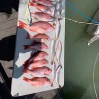 SPI Freedom Fishing