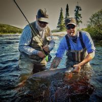 Wild Atlantic Salmon ( Nova Scotia)