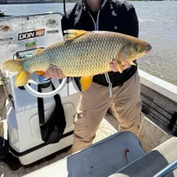 Golden Dorado Fishing