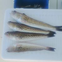 Fishing trip Sarafovo