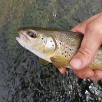 Fishing trout