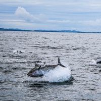 Tuna fishing in Donegal, Ireland