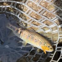 Valle Elvo: fishing alpine stream