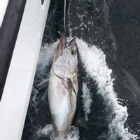 Tuna fishing in Donegal, Ireland