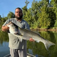 4hr Hybrid and Striped Bass Charter