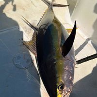 Sport fishing San Jose del Cabo