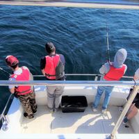 Sport Fishing in the Arrábida region