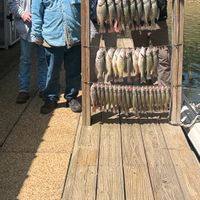Lake Greeson Guide – Crappie