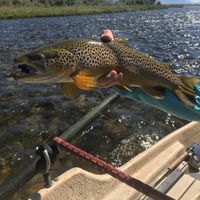 Madison River guided fly fishing!