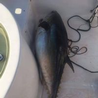 Best Fishing Madeira